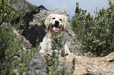 GOLDEN RETRIEVER 751